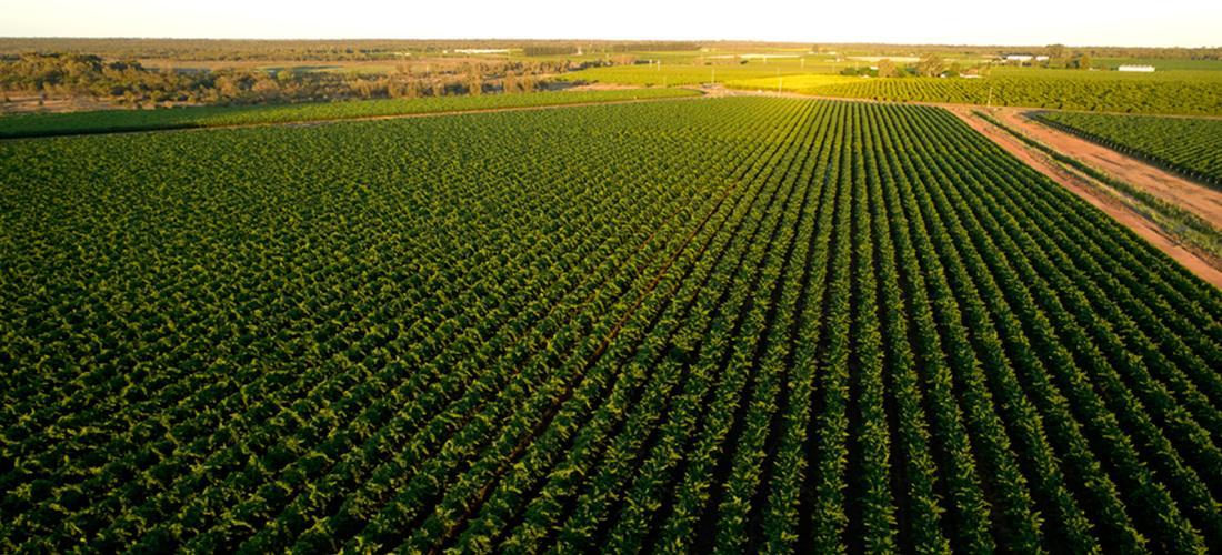 Aerial shot of Duxton vineyard